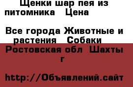 Щенки шар-пея из питомника › Цена ­ 15 000 - Все города Животные и растения » Собаки   . Ростовская обл.,Шахты г.